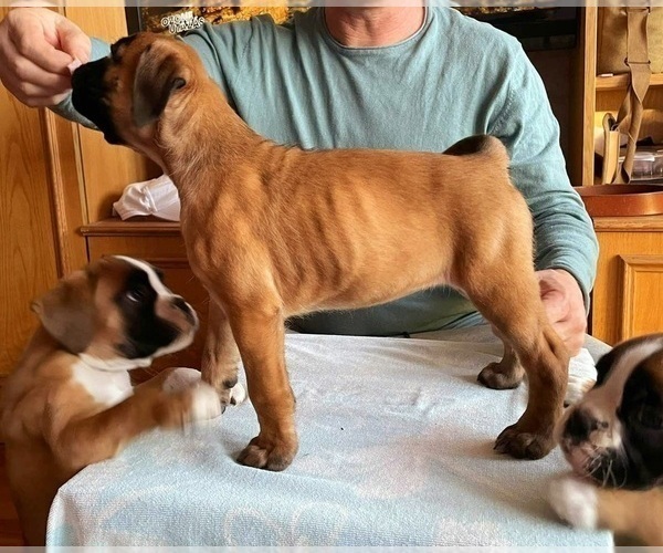 Medium Photo #6 Boxer Puppy For Sale in Budapest, Budapest, Hungary