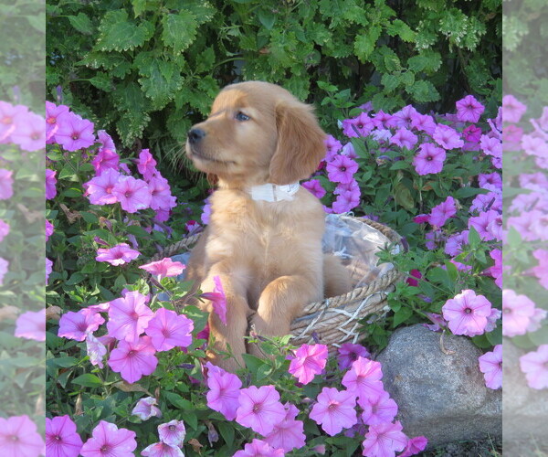 Medium Photo #3 Golden Retriever Puppy For Sale in THORP, WI, USA
