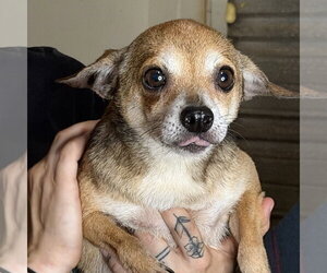 Chihuahua Dogs for adoption in Yardley, PA, USA