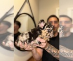 Small #5 French Bulldog
