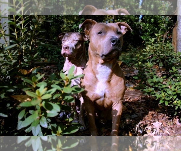 Medium Photo #1 American Pit Bull Terrier Puppy For Sale in STONE MOUNTAIN, GA, USA