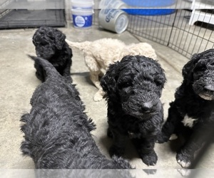 Poodle (Standard) Puppy for sale in BAKERSFIELD, CA, USA