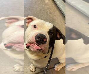 American Bulldog-Unknown Mix Dogs for adoption in Santa Maria, CA, USA