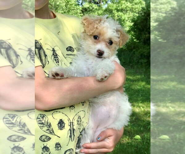 Medium Photo #2 Bichpoo Puppy For Sale in STAFFORD SPRINGS, CT, USA