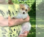 Small Photo #2 Bichpoo Puppy For Sale in STAFFORD SPRINGS, CT, USA