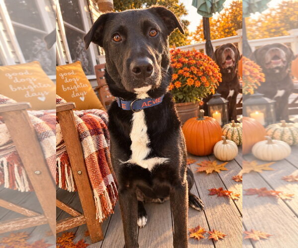 Medium Photo #5 Labrador Retriever-Unknown Mix Puppy For Sale in Mount Laurel, NJ, USA