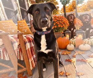 Ernie - Male Labrador Retriever-Unknown Mix Dog for Adoption - Photo #5