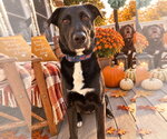 Small Photo #5 Labrador Retriever-Unknown Mix Puppy For Sale in Mount Laurel, NJ, USA