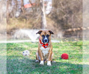 Mutt Dogs for adoption in Unionville, PA, USA
