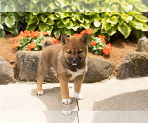 Shiba Inu Litter for sale in MILLERSBURG, IN, USA