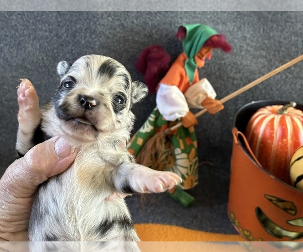 Medium Photo #4 Chihuahua Puppy For Sale in NEWVILLE, PA, USA