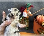AKC Lamborghini - Male Chihuahua Puppy for Sale - Photo #4
