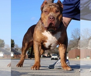 Father of the American Bully puppies born on 01/17/2024