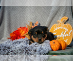 Small #2 Rottweiler