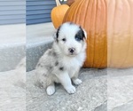 Small Photo #5 Australian Shepherd Puppy For Sale in LODA, IL, USA