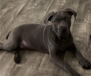 Cane Corso Puppy for sale in MERRILLVILLE, IN, USA