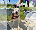 Small #16 American Pit Bull Terrier Mix