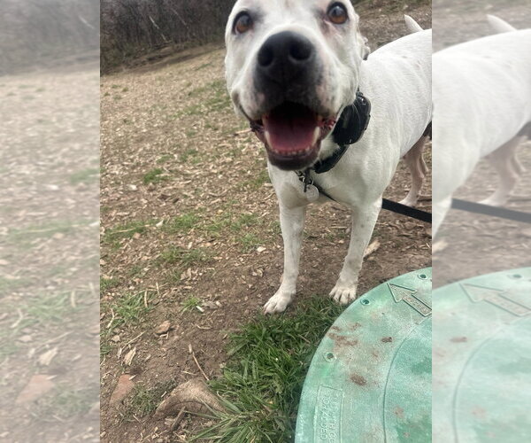 Medium Photo #3 Mutt Puppy For Sale in Salt Lake City, UT, USA