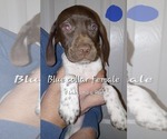 Small #1 German Shorthaired Pointer
