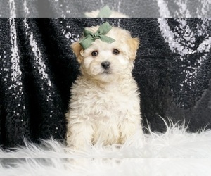 Medium Maltipoo
