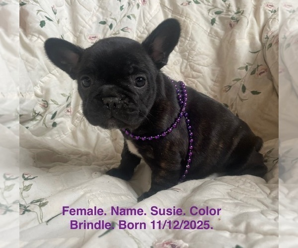 Medium Photo #14 French Bulldog Puppy For Sale in FORT PLAIN, NY, USA