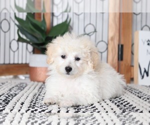 Poodle (Toy) Puppy for sale in NAPLES, FL, USA