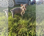 Small #11 Faux Frenchbo Bulldog