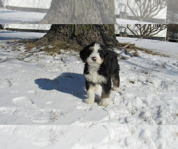 Medium Photo #6 Bernedoodle Puppy For Sale in BIG ROCK, IL, USA
