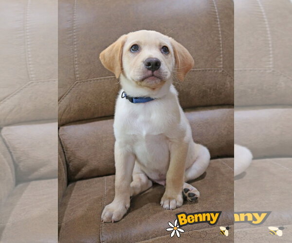 Medium Photo #3 Labrador Retriever-Unknown Mix Puppy For Sale in Wakefield, RI, USA