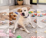 Small #2 Labrador Retriever Mix