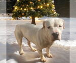 Small #3 American Bulldog