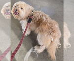 Small #2 Shih Apso
