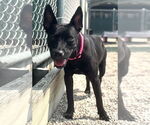 Small #2 Labrador Retriever Mix