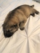 Small Photo #2 German Shepherd Dog Puppy For Sale in HARRISON, TN, USA