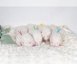 Small #21 Maremma Sheepdog