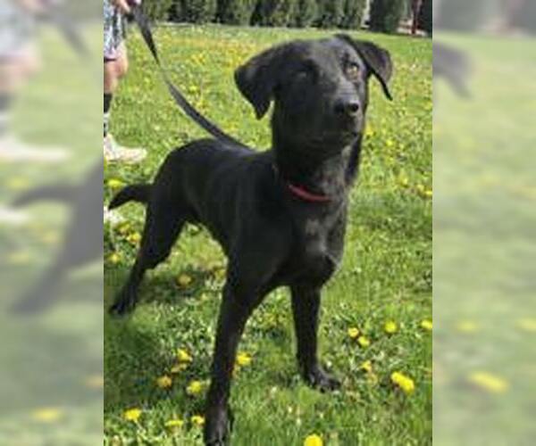 Medium Photo #2 Labrador Retriever-Unknown Mix Puppy For Sale in Oskaloosa, IA, USA