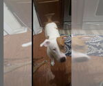 Small #1 American Pit Bull Terrier-American Staffordshire Terrier Mix