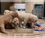 Small #11 Goldendoodle