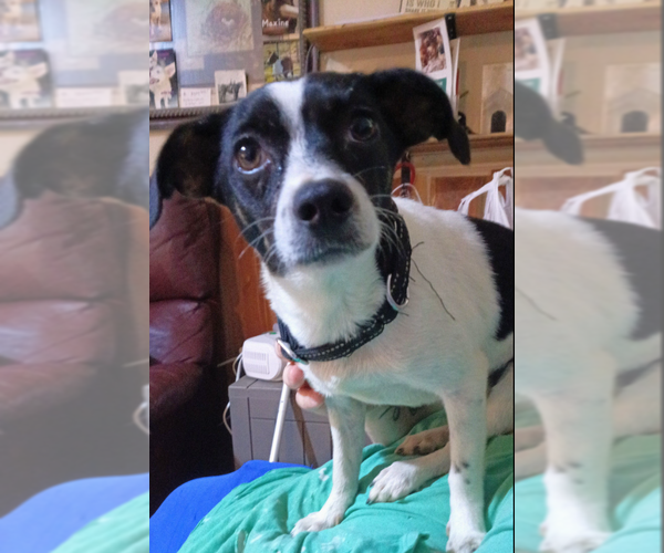 Medium Photo #1 Chihuahua-Unknown Mix Puppy For Sale in Cranston, RI, USA