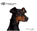 Small Photo #9 Doberman Pinscher Puppy For Sale in Omaha, NE, USA