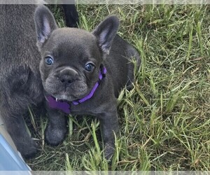 French Bulldog Puppy for sale in COLUMBUS, GA, USA