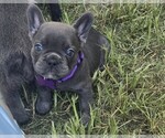 Image preview for Ad Listing. Nickname: Princess