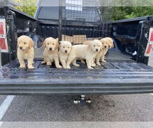 Golden Retriever Puppy for Sale in MEMPHIS, Tennessee USA
