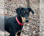 Small Doberman Pinscher