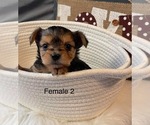 Small Photo #8 Yorkshire Terrier Puppy For Sale in HAMPTON, VA, USA