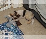 Small #4 Texas Heeler