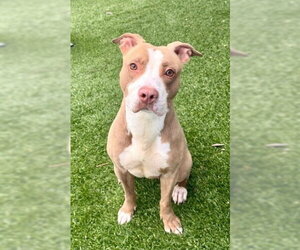 Mutt Dogs for adoption in Pasadena, CA, USA