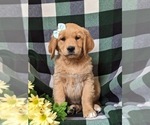 Small Photo #7 Golden Retriever Puppy For Sale in OXFORD, PA, USA