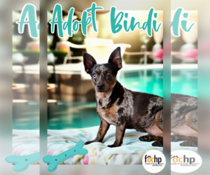 Dachshund Dogs for adoption in Menifee, CA, USA