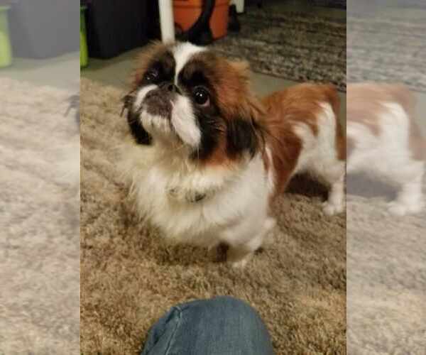 Medium Photo #5 Pekingese Puppy For Sale in FAIRLAWN, OH, USA